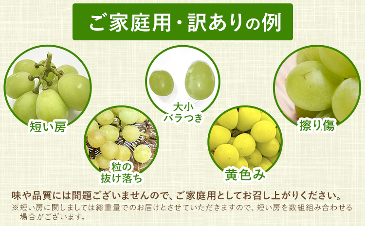 【2026年出荷】訳あり シャインマスカット 約1kg 《2026年8月上旬-8月下旬頃出荷》訳あり シャインマスカット マスカット ぶどう フルーツ 果物 大阪府 羽曳野市 シャイン 食べやすい