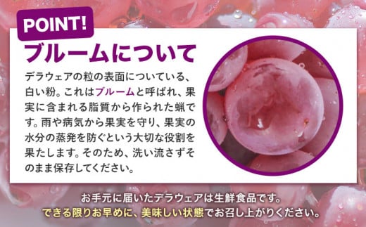 【先行予約】デラウェア【大好評につき受付延長！】ぶどう 約1kg(4パック) 有限会社なかむら農園《2026年6月上旬-7月下旬頃出荷》大阪府 羽曳野市 ぶどう ブドウ 葡萄 送料無料