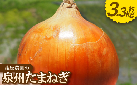 《約3.3kg》藤原農園の泉州たまねぎ　なにわの伝統野菜　サイズ混合【1635893】