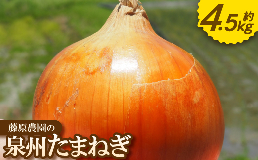 《約4.5kg》藤原農園の泉州たまねぎ　なにわの伝統野菜　サイズ混合【1733145】