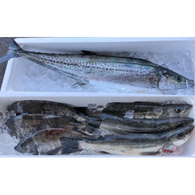 【冷蔵】朝どれ大阪湾で獲れた旬の鮮魚セット　約4kg【配送不可地域：離島・北海道・沖縄県・東北・関東・九州】【1492492】