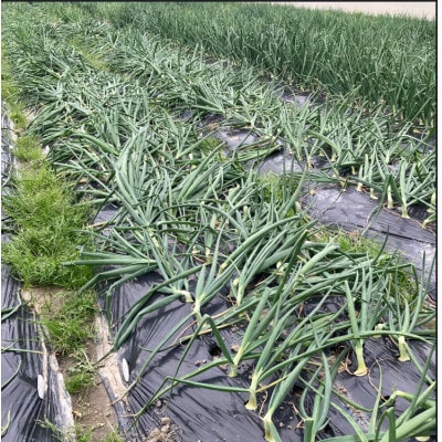 《無選別約2kg|数量限定》泉州たまねぎ　栽培期間中除草剤・殺菌剤不使用【1734819】