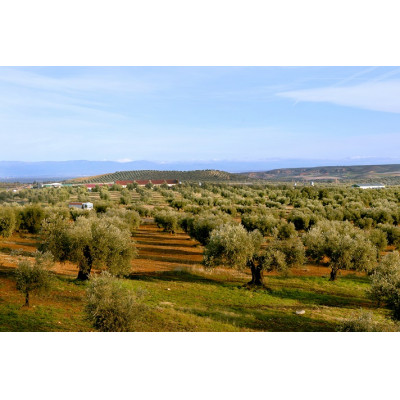 【180g×12本】毎日のオリーブ油(エクストラバージンオリーブオイル)【1620107】