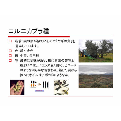 【180g×12本】毎日のオリーブ油(エクストラバージンオリーブオイル)【1620107】