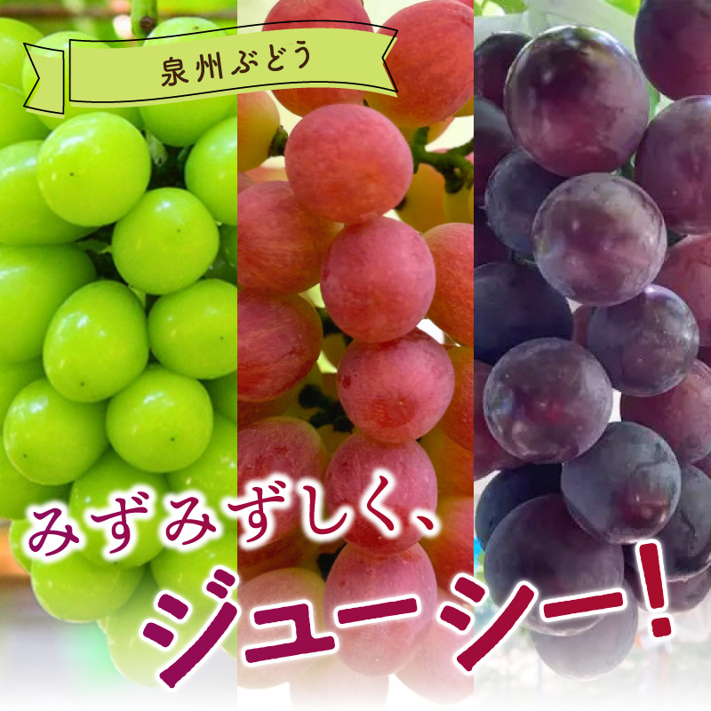 æ³å·ã¶ã©ããç®ããšOKãæ³å·ããŒãã« ã·ã£ã€ã³ãã¹ã«ãã ãµããŒãã«ãã§ å1æ¿ã»ããã065C-004ã