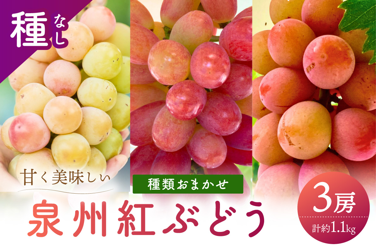 泉州ぶどう 彩りあざやか紅ぶどう 3種セット【065C-005】