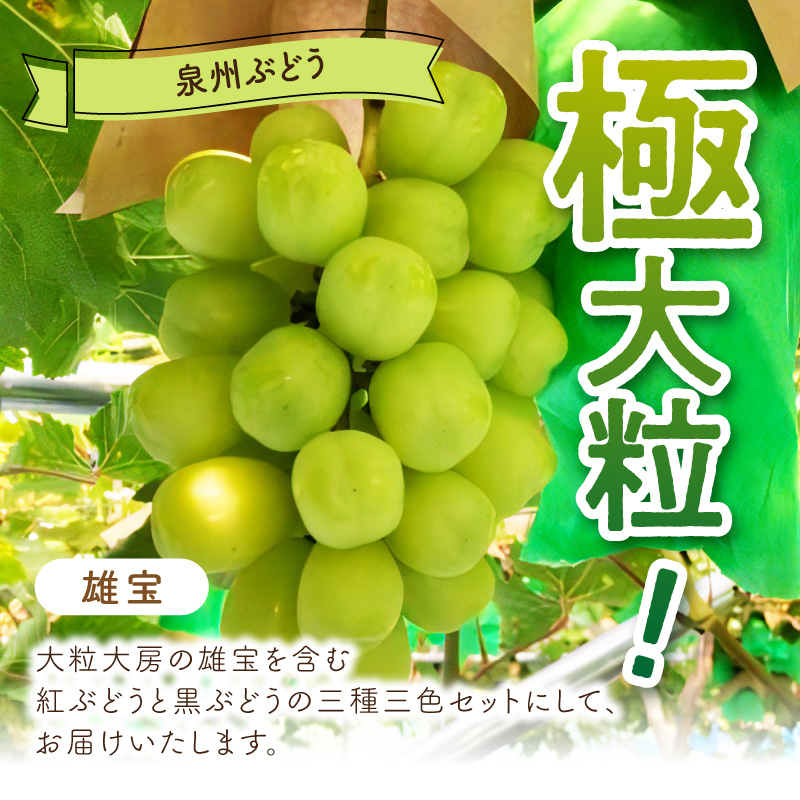 泉州ぶどう 大粒大房の雄宝とおまかせ2種の3房セット【065C-006】