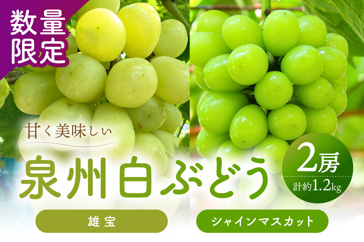 æ³å·ã¶ã©ã ããã¹ã«ããé£ã¹æ¯ã¹ã倧ç²å€§æ¿ã®éå®ãšã·ã£ã€ã³ãã¹ã«ãã 2çš®ã»ããã065C-007ã