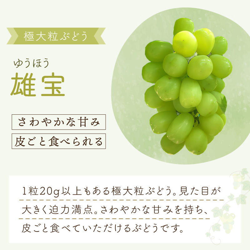 æ³å·ã¶ã©ã ããã¹ã«ããé£ã¹æ¯ã¹ã倧ç²å€§æ¿ã®éå®ãšã·ã£ã€ã³ãã¹ã«ãã 2çš®ã»ããã065C-007ã