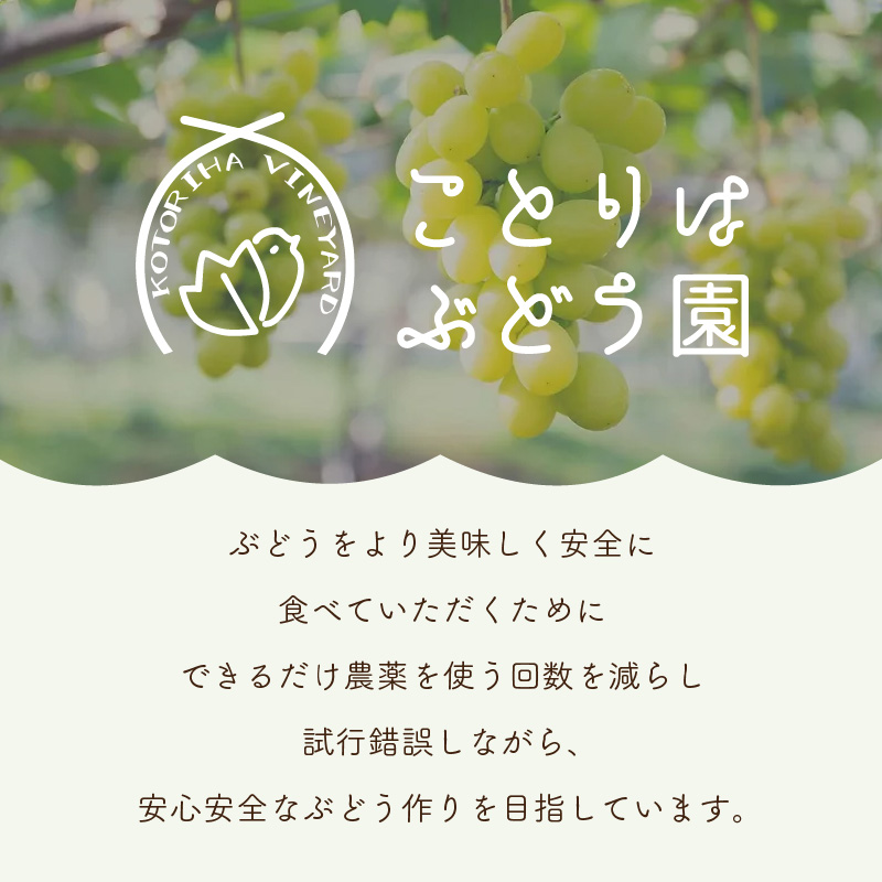 æ³å·ã¶ã©ã ããã¹ã«ããé£ã¹æ¯ã¹ã倧ç²å€§æ¿ã®éå®ãšã·ã£ã€ã³ãã¹ã«ãã 2çš®ã»ããã065C-007ã