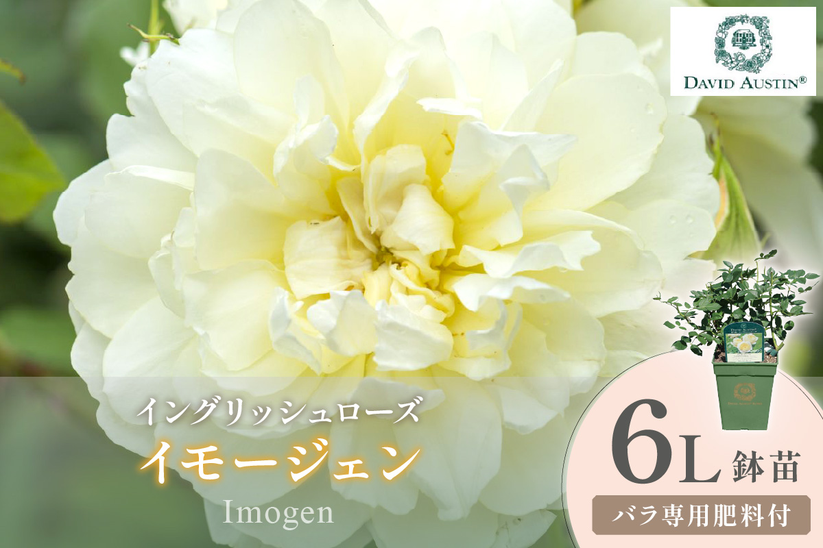 【イングリッシュローズ】デビッド・オースチン イモージェン 6L鉢苗（バラ専用肥料付）【025D-036】