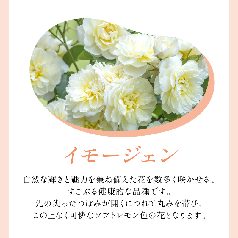 【イングリッシュローズ】デビッド・オースチン イモージェン 6L鉢苗（バラ専用肥料付）【025D-036】