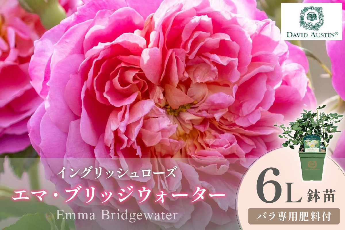 【イングリッシュローズ】デビッド・オースチン エマ・ブリッジウォーター 6L鉢苗（バラ専用肥料付）【025D-037】