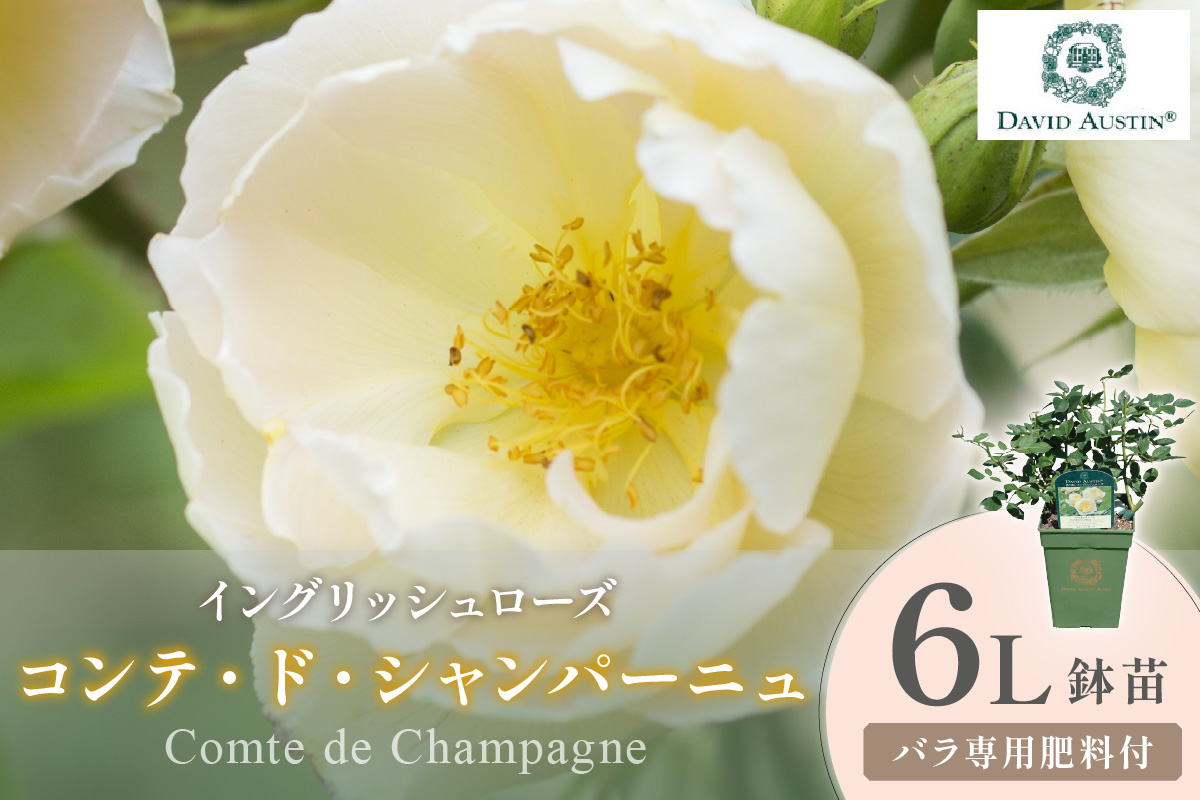 【イングリッシュローズ】デビッド・オースチン コンテ・ド・シャンパーニュ 6L鉢苗（バラ専用肥料付）【025D-039】