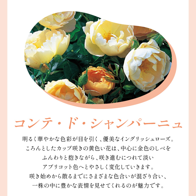 【イングリッシュローズ】デビッド・オースチン コンテ・ド・シャンパーニュ 6L鉢苗（バラ専用肥料付）【025D-039】
