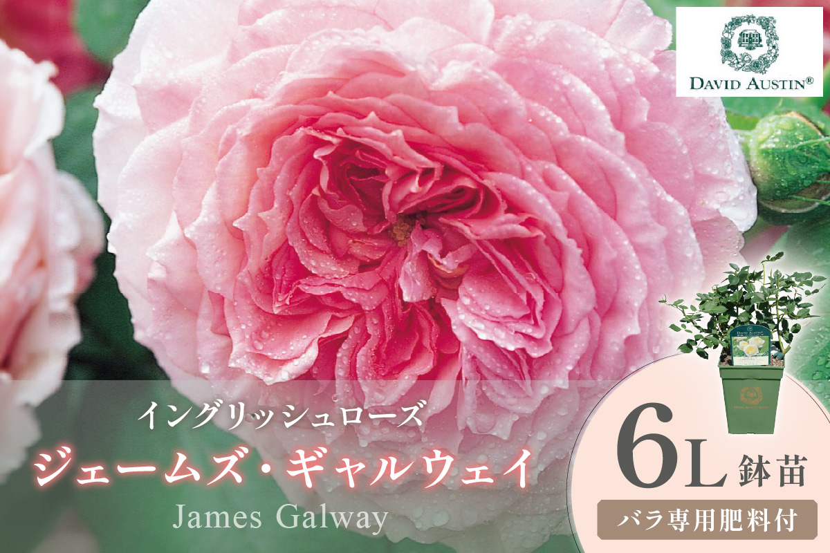 ãã€ã³ã°ãªãã·ã¥ããŒãºãããããã»ãªãŒã¹ãã³ ãžã§ãŒã ãºã»ã®ã£ã«ãŠã§ã€ 6Lé¢èïŒãã©å°çšè¥æä»ïŒã025D-040ã