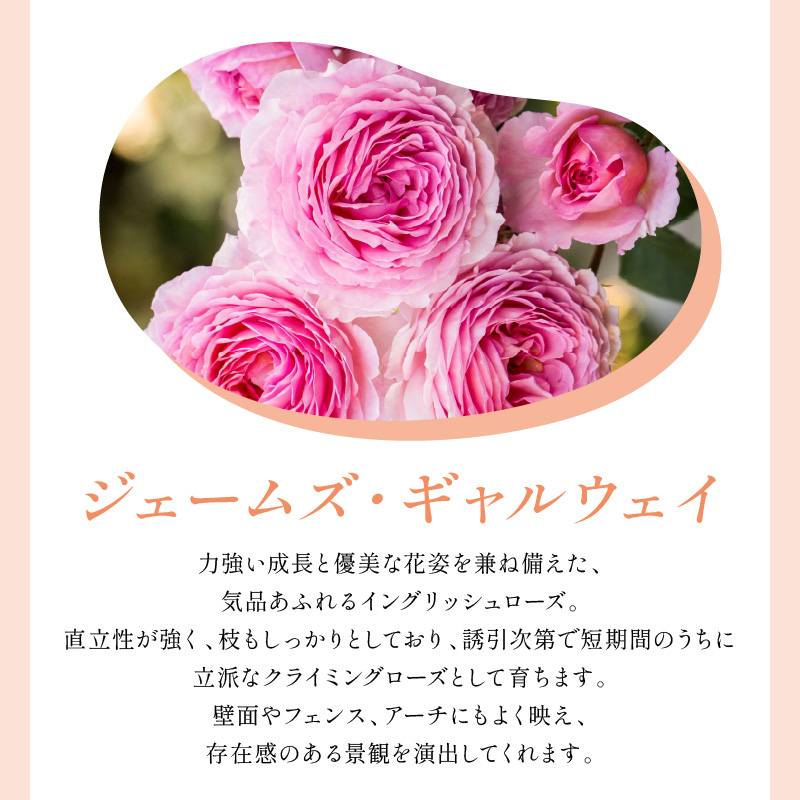 ãã€ã³ã°ãªãã·ã¥ããŒãºãããããã»ãªãŒã¹ãã³ ãžã§ãŒã ãºã»ã®ã£ã«ãŠã§ã€ 6Lé¢èïŒãã©å°çšè¥æä»ïŒã025D-040ã