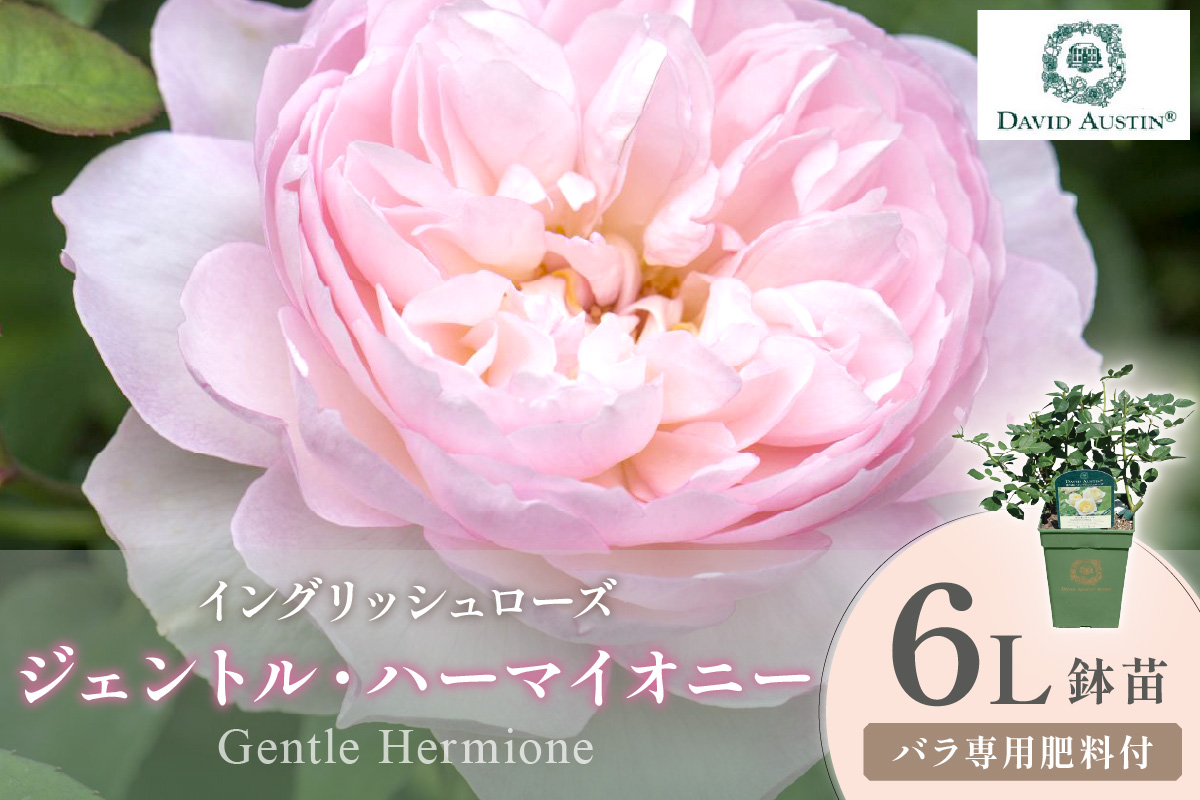 【イングリッシュローズ】デビッド・オースチン ジェントル・ハーマイオニー 6L鉢苗（バラ専用肥料付）【025D-041】