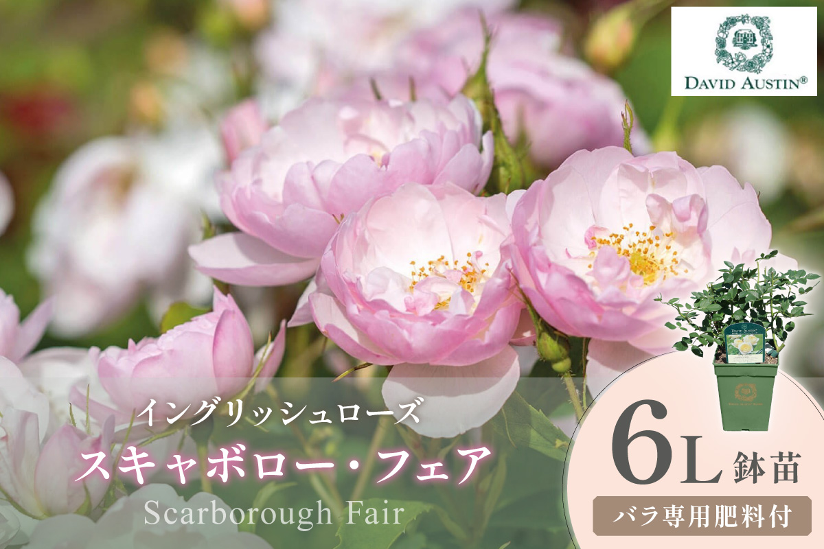 【イングリッシュローズ】デビッド・オースチン スキャボロー・フェア 6L鉢苗（バラ専用肥料付）【025D-042】