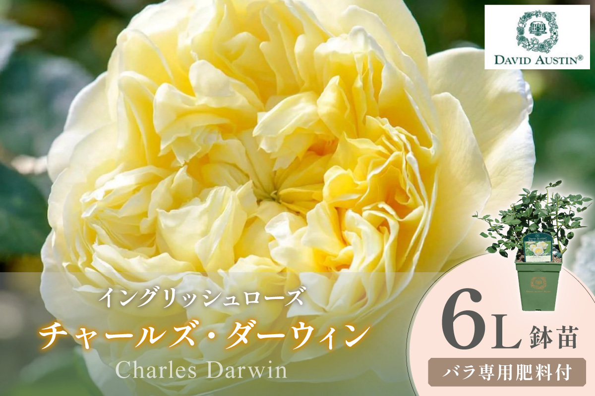 【イングリッシュローズ】デビッド・オースチン チャールズ・ダーウィン 6L鉢苗（バラ専用肥料付）【025D-044】