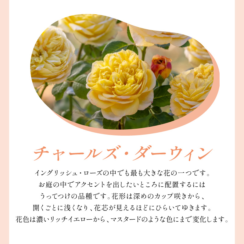 【イングリッシュローズ】デビッド・オースチン チャールズ・ダーウィン 6L鉢苗（バラ専用肥料付）【025D-044】