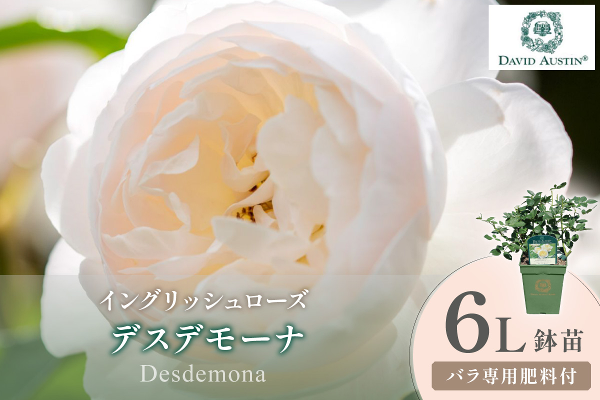 ãã€ã³ã°ãªãã·ã¥ããŒãºãããããã»ãªãŒã¹ãã³ ãã¹ãã¢ãŒã 6Lé¢èïŒãã©å°çšè¥æä»ïŒã025D-045ã