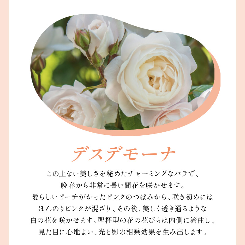 ãã€ã³ã°ãªãã·ã¥ããŒãºãããããã»ãªãŒã¹ãã³ ãã¹ãã¢ãŒã 6Lé¢èïŒãã©å°çšè¥æä»ïŒã025D-045ã