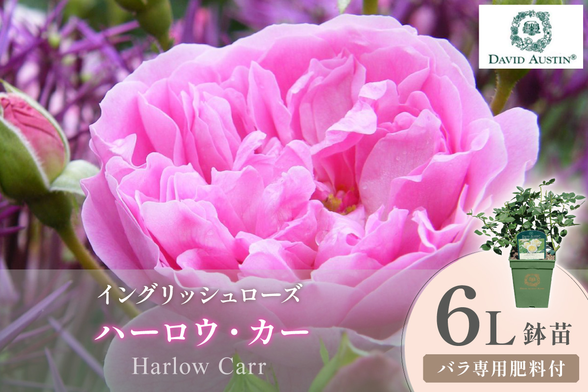 【イングリッシュローズ】デビッド・オースチン ハーロウ・カー 6L鉢苗（バラ専用肥料付）【025D-046】