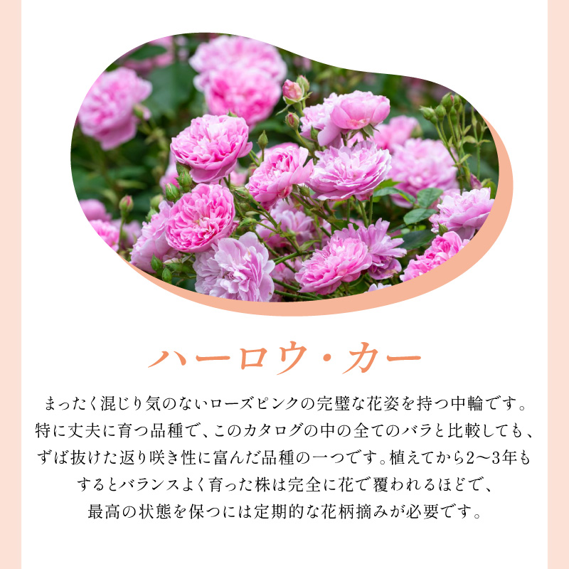 【イングリッシュローズ】デビッド・オースチン ハーロウ・カー 6L鉢苗（バラ専用肥料付）【025D-046】