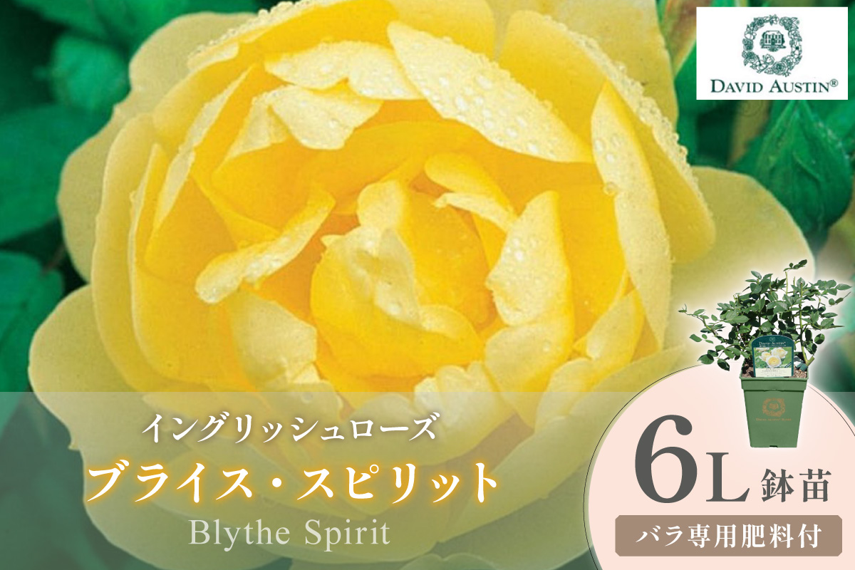 ãã€ã³ã°ãªãã·ã¥ããŒãºãããããã»ãªãŒã¹ãã³ ãã©ã€ã¹ã»ã¹ããªãã 6Lé¢èïŒãã©å°çšè¥æä»ïŒã025D-047ã