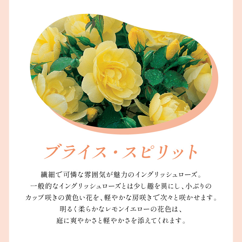 ãã€ã³ã°ãªãã·ã¥ããŒãºãããããã»ãªãŒã¹ãã³ ãã©ã€ã¹ã»ã¹ããªãã 6Lé¢èïŒãã©å°çšè¥æä»ïŒã025D-047ã