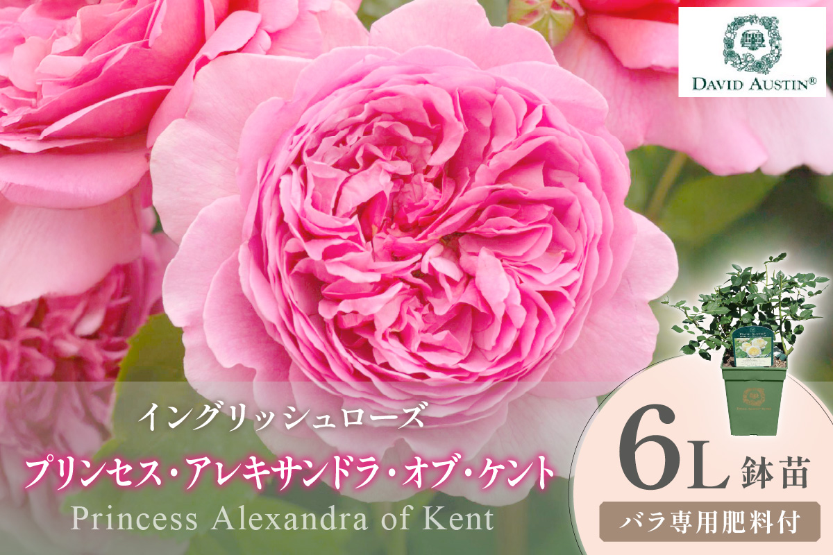 【イングリッシュローズ】デビッド・オースチン プリンセス・アレキサンドラ・オブ・ケント 6L鉢苗（バラ専用肥料付）【025D-048】