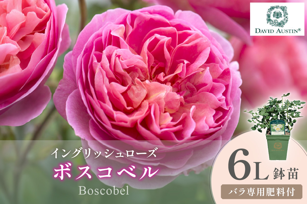 ãã€ã³ã°ãªãã·ã¥ããŒãºãããããã»ãªãŒã¹ãã³ ãã¹ã³ãã« 6Lé¢èïŒãã©å°çšè¥æä»ïŒã025D-049ã