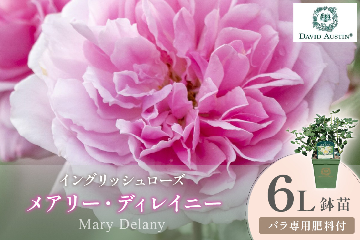 【イングリッシュローズ】デビッド・オースチン メアリー・ディレイニー 6L鉢苗（バラ専用肥料付）【025D-050】