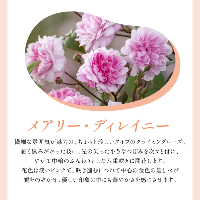 【イングリッシュローズ】デビッド・オースチン メアリー・ディレイニー 6L鉢苗（バラ専用肥料付）【025D-050】