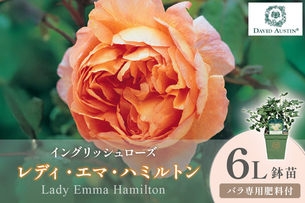 ãã€ã³ã°ãªãã·ã¥ããŒãºãããããã»ãªãŒã¹ãã³ ã¬ãã£ã»ãšãã»ããã«ãã³ 6Lé¢èïŒãã©å°çšè¥æä»ïŒã025D-051ã