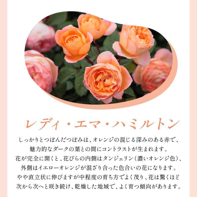 ãã€ã³ã°ãªãã·ã¥ããŒãºãããããã»ãªãŒã¹ãã³ ã¬ãã£ã»ãšãã»ããã«ãã³ 6Lé¢èïŒãã©å°çšè¥æä»ïŒã025D-051ã