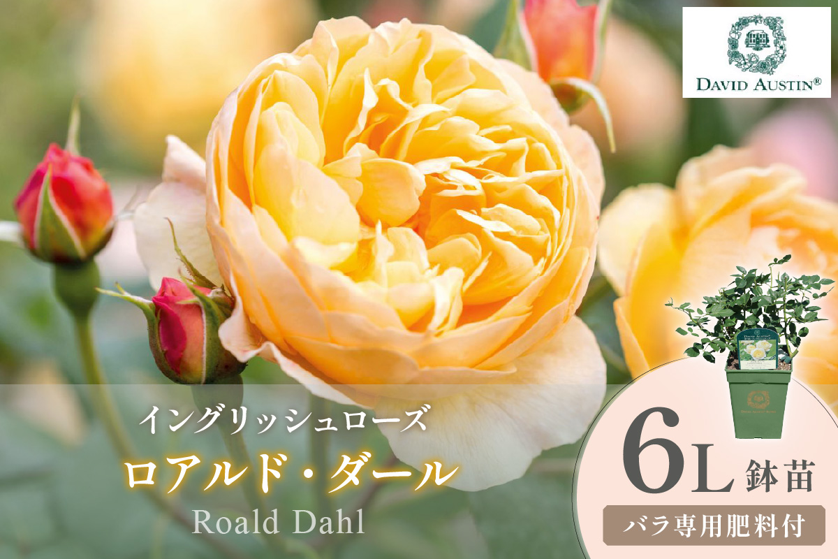 【イングリッシュローズ】デビッド・オースチン ロアルド・ダール 6L鉢苗（バラ専用肥料付）【025D-052】