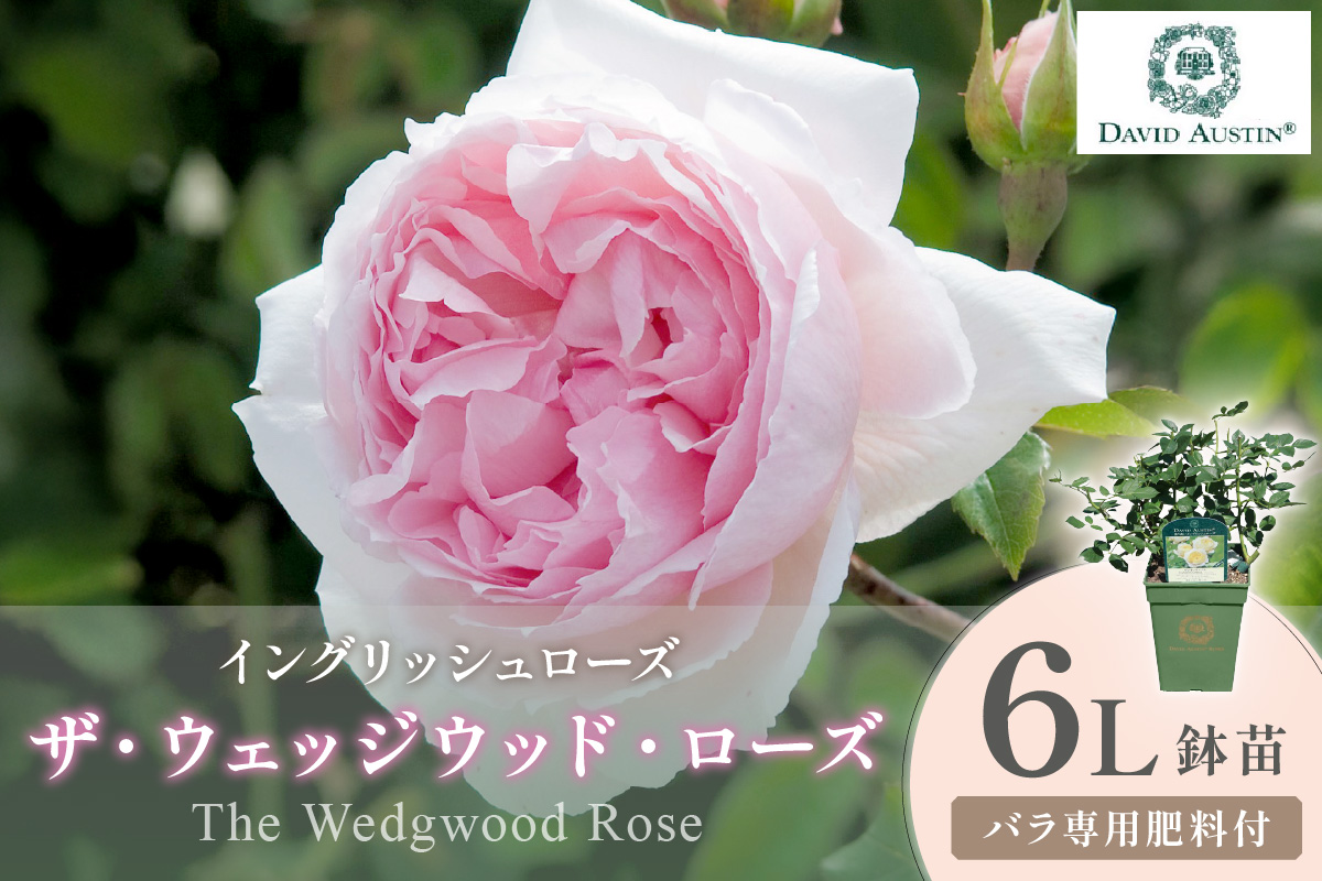 【イングリッシュローズ】デビッド・オースチン ザ・ウェッジウッド・ローズ 6L鉢苗（バラ専用肥料付）【025D-053】