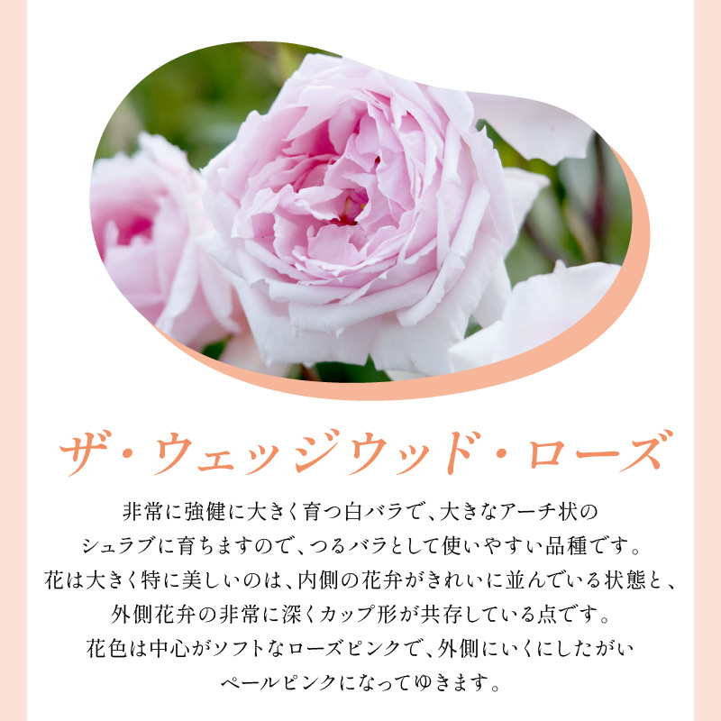 【イングリッシュローズ】デビッド・オースチン ザ・ウェッジウッド・ローズ 6L鉢苗（バラ専用肥料付）【025D-053】