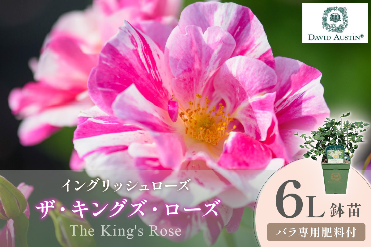 【イングリッシュローズ】デビッド・オースチン ザ・キングズ・ローズ 6L鉢苗（バラ専用肥料付）【025D-054】