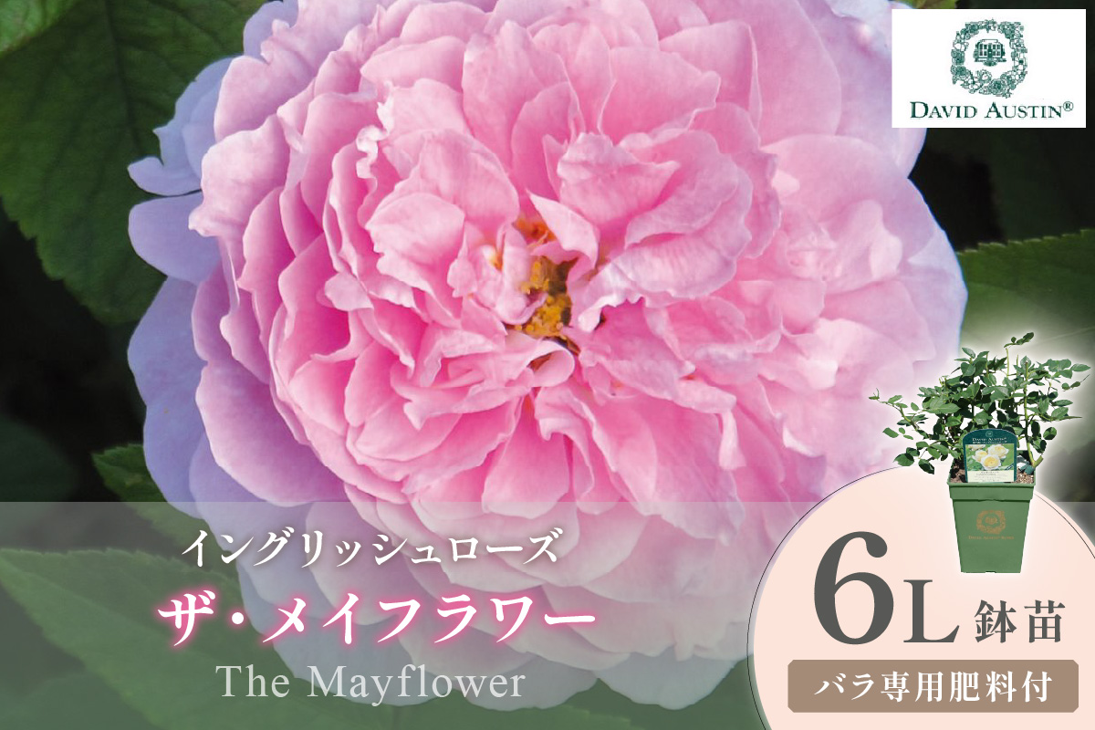 【イングリッシュローズ】デビッド・オースチン ザ・メイフラワー 6L鉢苗（バラ専用肥料付）【025D-055】