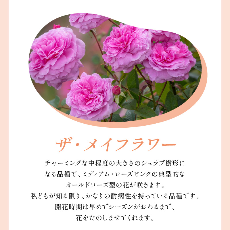 【イングリッシュローズ】デビッド・オースチン ザ・メイフラワー 6L鉢苗（バラ専用肥料付）【025D-055】