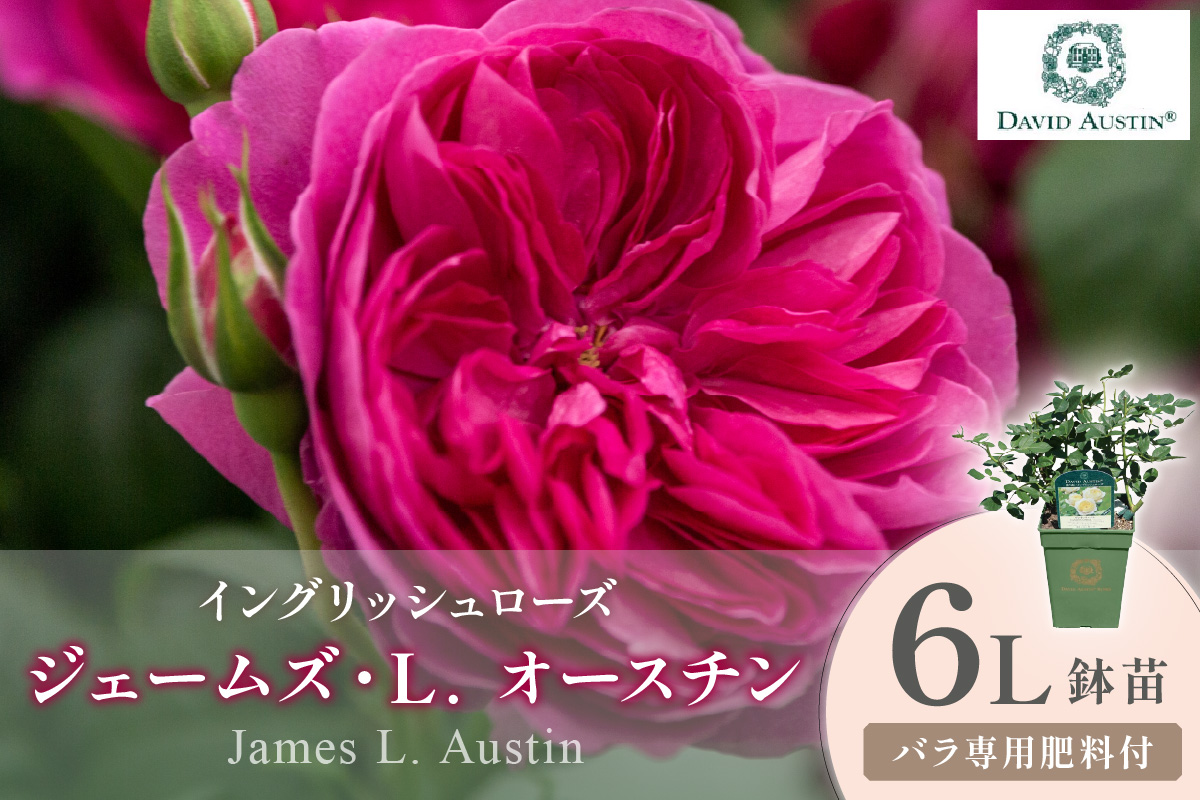 ãã€ã³ã°ãªãã·ã¥ããŒãºãããããã»ãªãŒã¹ãã³ ãžã§ãŒã ãºã»L. ãªãŒã¹ãã³ 6Lé¢èïŒãã©å°çšè¥æä»ïŒã025D-056ã