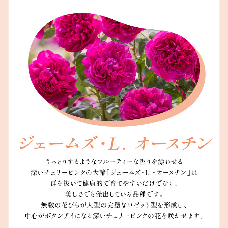 ãã€ã³ã°ãªãã·ã¥ããŒãºãããããã»ãªãŒã¹ãã³ ãžã§ãŒã ãºã»L. ãªãŒã¹ãã³ 6Lé¢èïŒãã©å°çšè¥æä»ïŒã025D-056ã