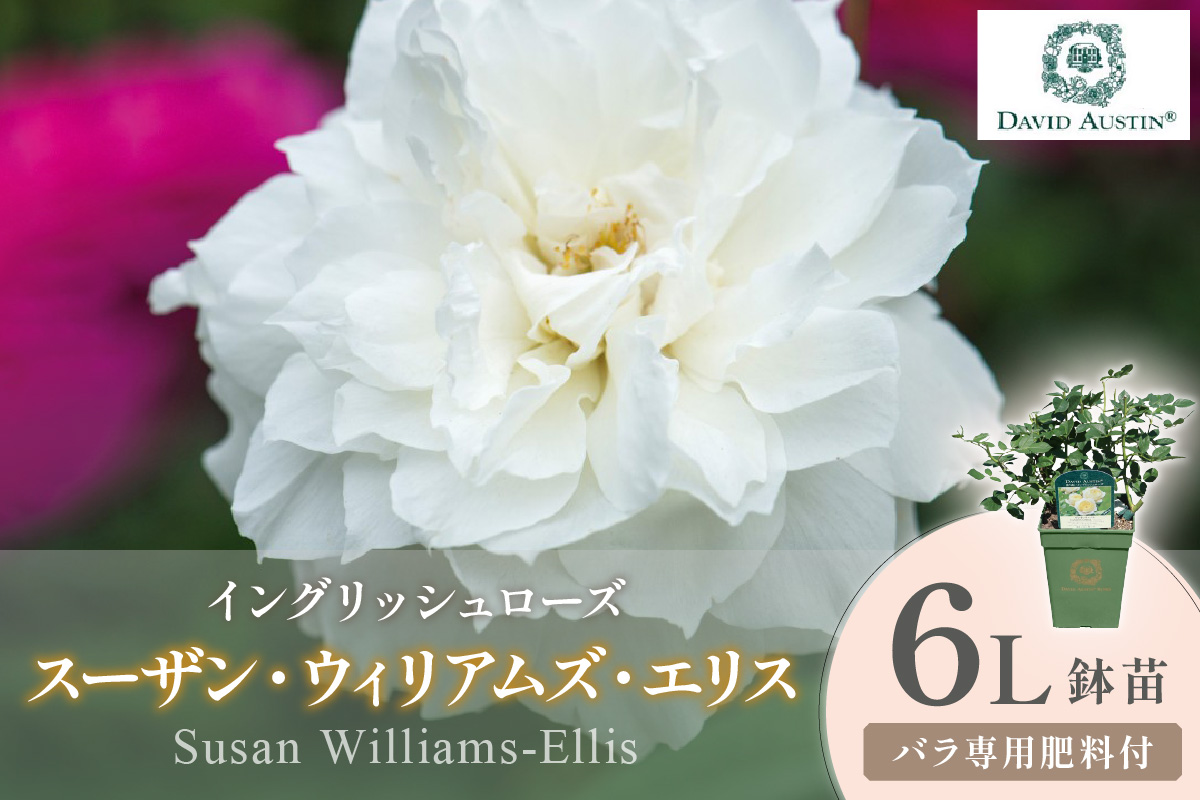 ãã€ã³ã°ãªãã·ã¥ããŒãºãããããã»ãªãŒã¹ãã³ ã¹ãŒã¶ã³ã»ãŠã£ãªã¢ã ãºã»ãšãªã¹ 6Lé¢èïŒãã©å°çšè¥æä»ïŒã025D-057ã