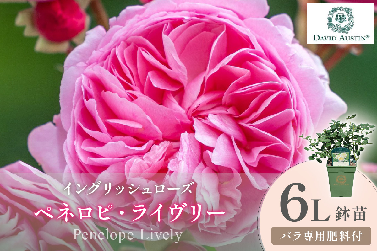 ãã€ã³ã°ãªãã·ã¥ããŒãºãããããã»ãªãŒã¹ãã³ ããããã»ã©ã€ãŽãªãŒ 6Lé¢èïŒãã©å°çšè¥æä»ïŒã025D-058ã