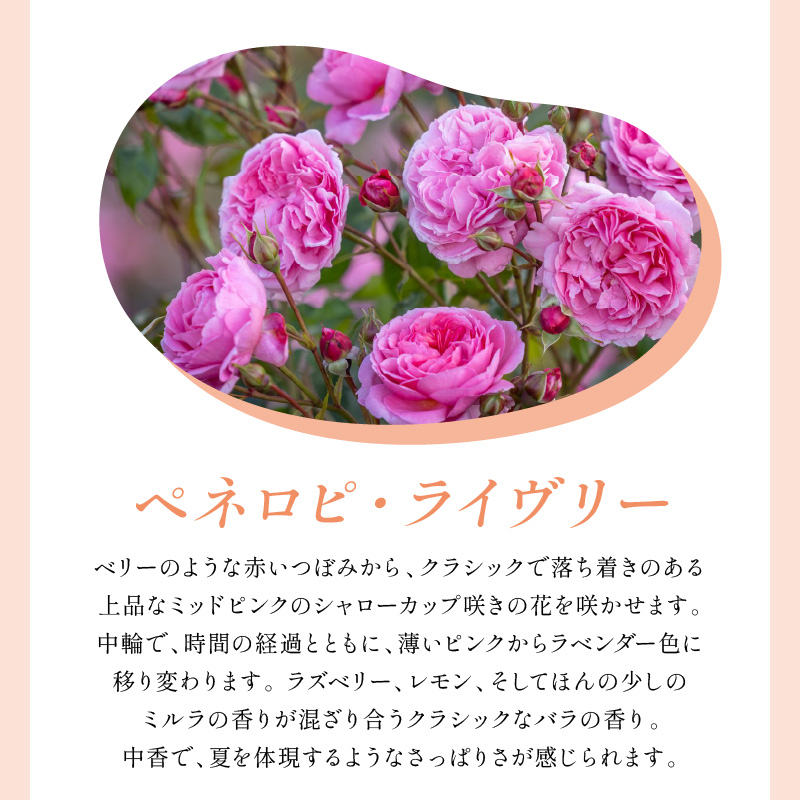 ãã€ã³ã°ãªãã·ã¥ããŒãºãããããã»ãªãŒã¹ãã³ ããããã»ã©ã€ãŽãªãŒ 6Lé¢èïŒãã©å°çšè¥æä»ïŒã025D-058ã