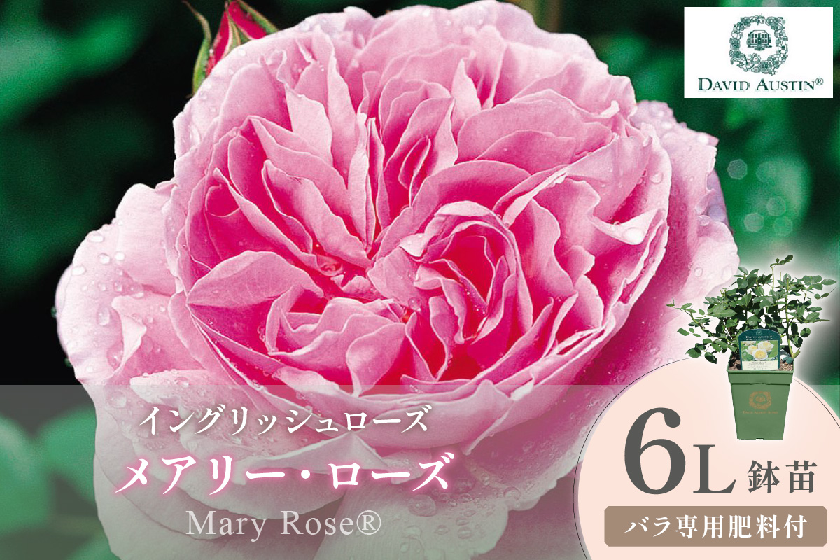 ãã€ã³ã°ãªãã·ã¥ããŒãºãããããã»ãªãŒã¹ãã³ ã¡ã¢ãªãŒã»ããŒãº 6Lé¢èïŒãã©å°çšè¥æä»ïŒã025D-059ã