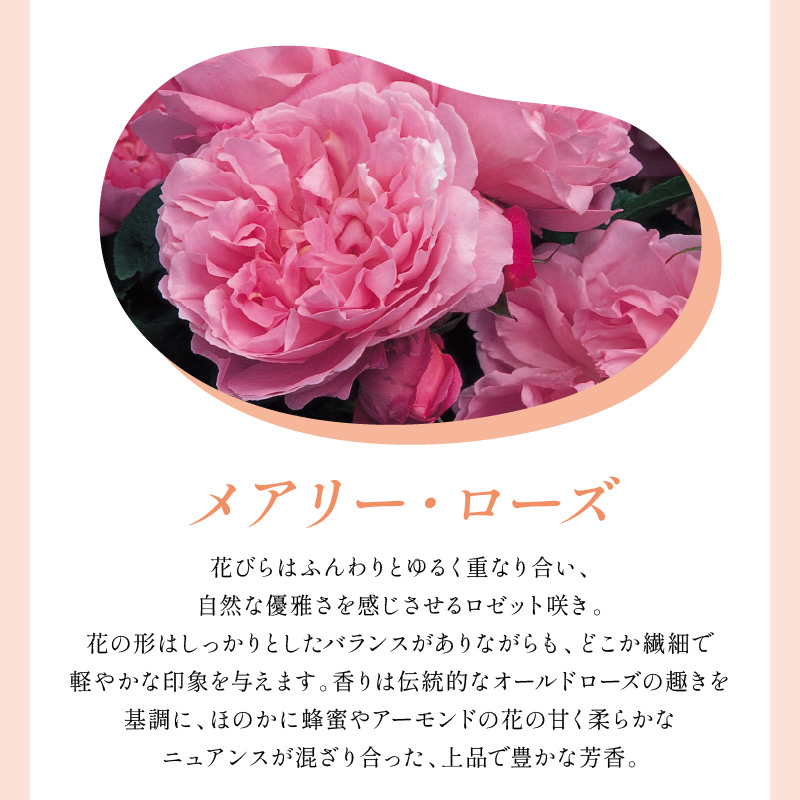 ãã€ã³ã°ãªãã·ã¥ããŒãºãããããã»ãªãŒã¹ãã³ ã¡ã¢ãªãŒã»ããŒãº 6Lé¢èïŒãã©å°çšè¥æä»ïŒã025D-059ã